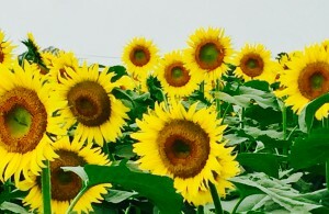 A870745A-B14F-4221-8AA4-1CCB448A648A